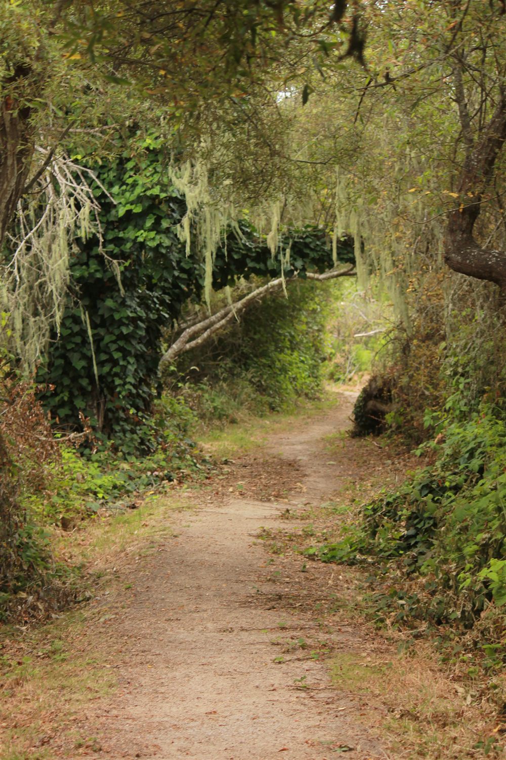 Cheryl Parker on a trail in Del Rey Oaks